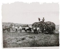 Caneadea25 Gathering hay.